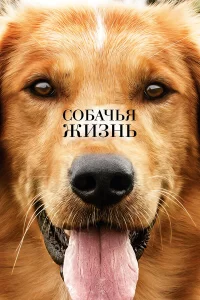 Сoбaчья жи3нь
